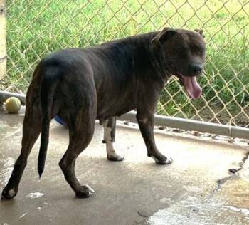Roxy -  Pit Bull Terrier and Mixed Breed Dog for Adoption in West Memphis, Arkansas - Roxy | PetCurious