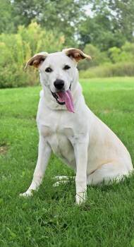 Sandy -  Labrador Retriever and Mixed Breed Dog for Adoption in Lagrange, Indiana - Sandy | PetCurious