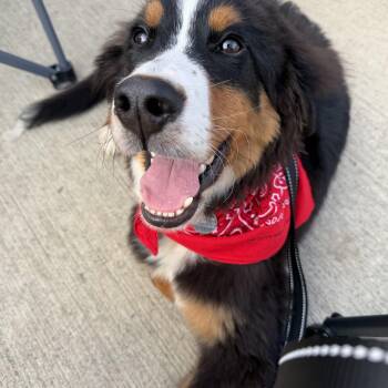 Atlas -  Bernese Mountain Dog Dog for Adoption in Cleveland, Ohio - Atlas | PetCurious