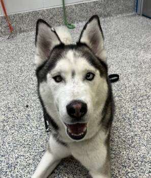 Rescue Siberian Husky Dogs for Adoption in Golden, Colorado - Kota | PetCurious
