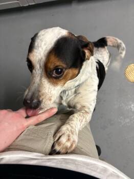 Beagle and Corgi Dogs Available for Adoption - Milo | PetCurious