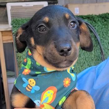 Mixed Breed Dogs Available for Adoption - Han | PetCurious