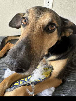 Rescue German Shepherd Dog Dogs for Adoption in Dallas, Texas - Theo IV (New Digs) | PetCurious