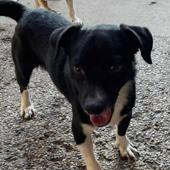 Rescue Terrier Dogs for Adoption in Calverton, New York - Cricket | PetCurious