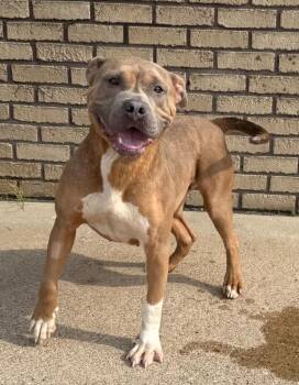 Rescue Pit Bull Terrier Dogs for Adoption in Columbus, Nebraska - Jenika | PetCurious