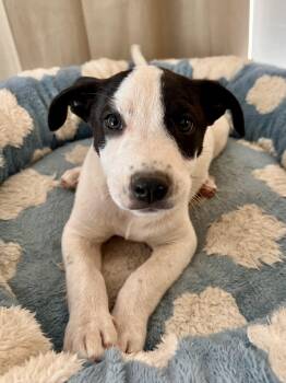 SCOUT -  Terrier Dog for Adoption in Los Angeles, California - SCOUT | PetCurious