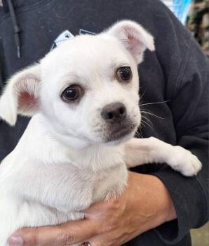 Pekingese and Chihuahua Dogs Available for Adoption - Boomer | PetCurious