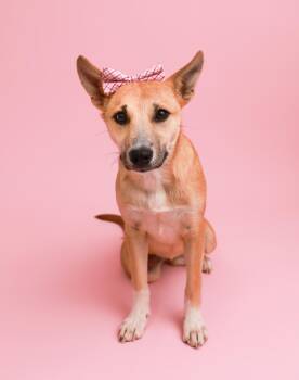 Rescue Shepherd and Labrador Retriever Dogs for Adoption in Carmel Hamlet, New York - Hazel (Shepard Siblings) | PetCurious