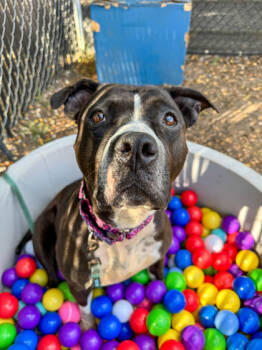 Rescue Mixed Breed Dogs for Adoption in Cincinnati, Ohio - Everdeen | PetCurious