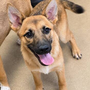 Helena -  Belgian Shepherd Malinois Dog for Adoption in Duxbury, Massachusetts - Helena | PetCurious