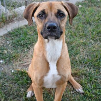 Rescue Boxer Dogs for Adoption in Beaumont, Texas - Draco | PetCurious