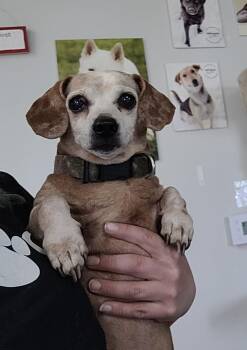 Dachshund Dogs Available for Adoption in Hays, Kansas - Stray Dachshund | PetCurious
