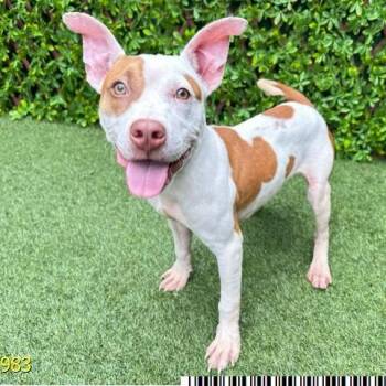 Country -  Mixed Breed Dog for Adoption in West Palm Beach, Florida - Country | PetCurious