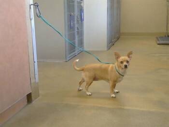 Chihuahua Dogs Available for Adoption - LOU LOU | PetCurious