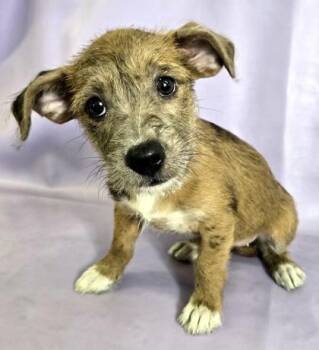Dachshund and Beagle Dogs Available for Adoption in Morton Grove, Illinois - Mia | PetCurious