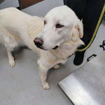 Bert -  Great Pyrenees and Mixed Breed Dog for Adoption in Duncan, Oklahoma - Bert | PetCurious
