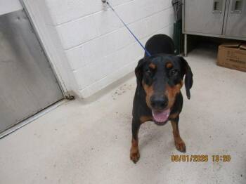 Nova (79) -  Doberman Pinscher Dog for Adoption in Marietta, Georgia - Nova (79) | PetCurious