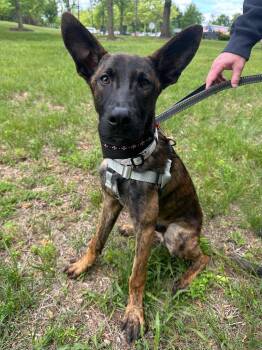 Vince -  Dutch Shepherd Dog for Adoption in Trenton, New Jersey - Vince | PetCurious