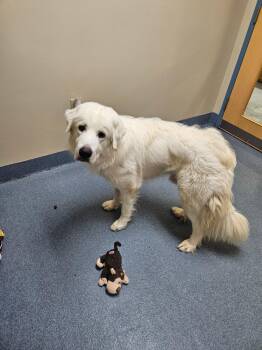 Percy -  Great Pyrenees Dog for Adoption in Suffolk, Virginia - Percy | PetCurious
