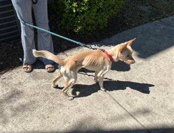 Carolina Dog and Mixed Breed Dogs Available for Adoption in Charlotte, North Carolina - SETH | PetCurious