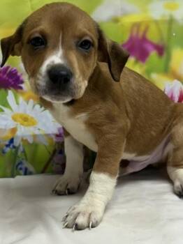 Terrier and Mixed Breed Dogs Available for Adoption in San Antonio, Texas - Marcus | PetCurious