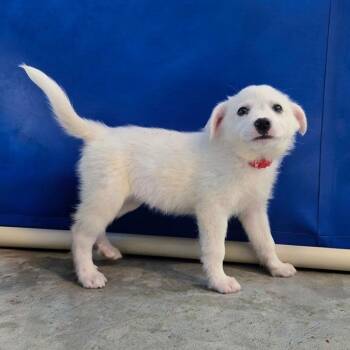 Uno (Red Collar) -  Cattle Dog and Great Pyrenees Dog for Adoption in Newport, Tennessee - Uno (Red Collar) | PetCurious