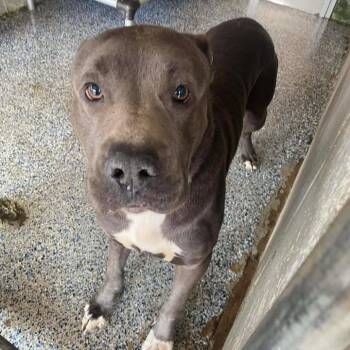 Pit Bull Terrier Dogs Available for Adoption - Cash Money Moe | PetCurious