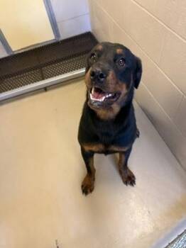 Mocha -  Rottweiler and Mixed Breed Dog for Adoption in South Bend, Indiana - Mocha | PetCurious