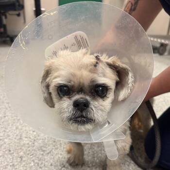 Gunny -  Shih Tzu and Sloughi Dog for Adoption in Reno, Nevada - Gunny | PetCurious