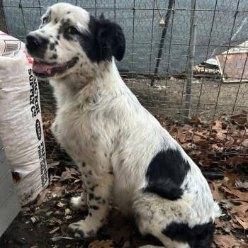 Australian Shepherd and Great Pyrenees Dogs Available for Adoption - Ghost2 | PetCurious