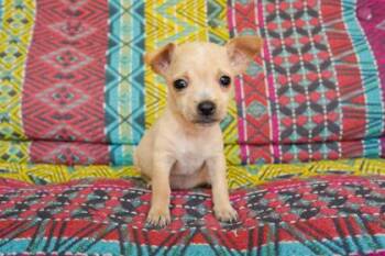 Paisley -  Chihuahua and Mixed Breed Dog for Adoption in San Antonio, Texas - Paisley | PetCurious