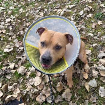 Scooby -  Mixed Breed and Pit Bull Terrier Dog for Adoption in Mankato, Minnesota - Scooby | PetCurious