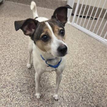 NEO -  Whippet and Parson Russell Terrier Dog for Adoption in Barnstable, Massachusetts - NEO | PetCurious
