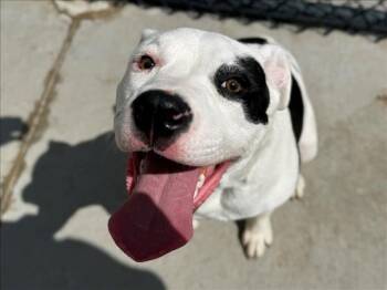 Pit Bull Terrier and Mixed Breed Dogs Available for Adoption in Tulsa, Oklahoma - SPOT | PetCurious