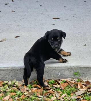 Shepherd and Hound Dogs Available for Adoption - Malia | PetCurious