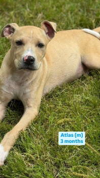 Rescue American Staffordshire Terrier Dogs for Adoption in Tonawanda, New York - Atlas | PetCurious
