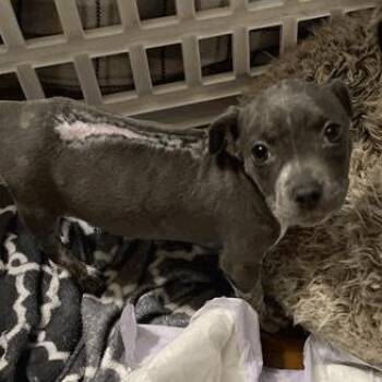 Moo Deng -  Labrador Retriever and Cattle Dog Dog for Adoption in New York, New York - Moo Deng | PetCurious