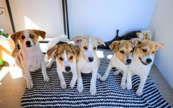 Beagle and Hound Dogs Available for Adoption in Evergreen, Colorado - Petunia | PetCurious