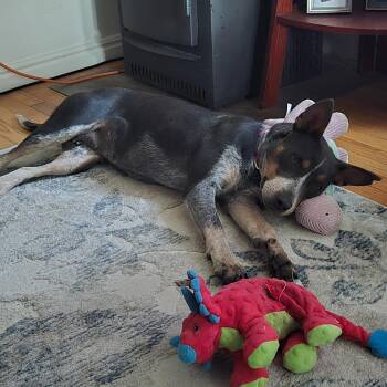 Maxine -  Australian Cattle Dog Blue Heeler Dog for Adoption in Chinle, Arizona - Maxine | PetCurious