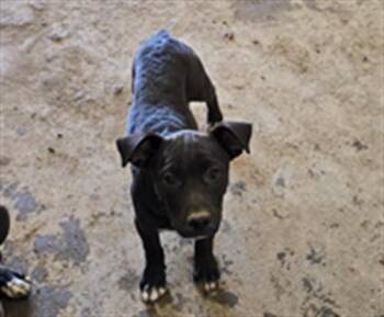 PIPPA -  Labrador Retriever and German Shepherd Dog Dog for Adoption in South Lake Tahoe, California - PIPPA | PetCurious