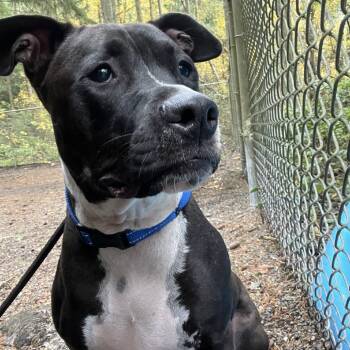 Rescue Mixed Breed Dogs for Adoption in Port Townsend, Washington - Luna | PetCurious