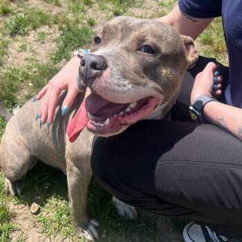 Donald -  Pit Bull Terrier Dog for Adoption in Newark, New Jersey - Donald | PetCurious