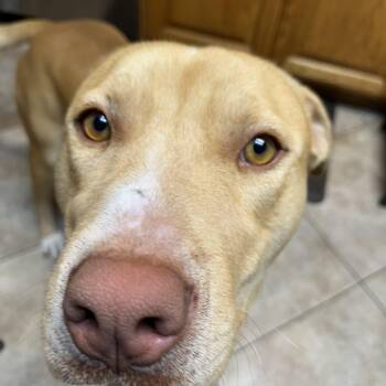 Rescue Mixed Breed Dogs for Adoption in Bellflower, California - Duncan | PetCurious