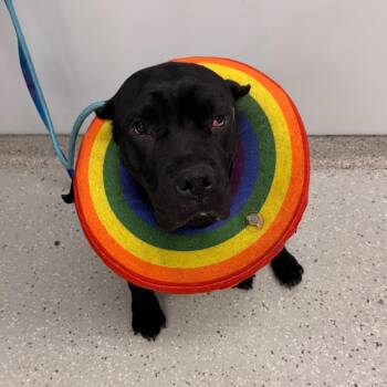 Cookie -  Cane Corso Dog for Adoption in Indianapolis, Indiana - Cookie | PetCurious