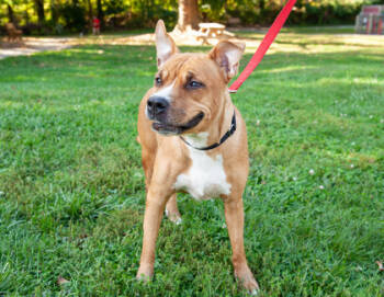 Rescue Mixed Breed Dogs for Adoption in West Chester, Pennsylvania - Skittles | PetCurious