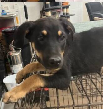 Shepherd and Mixed Breed Dogs Available for Adoption in West Chester, Pennsylvania - Vaporeon | PetCurious