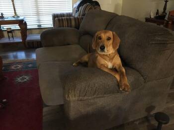 Labrador Retriever and Terrier Dogs Available for Adoption in Mustang, Oklahoma - Hutch | PetCurious