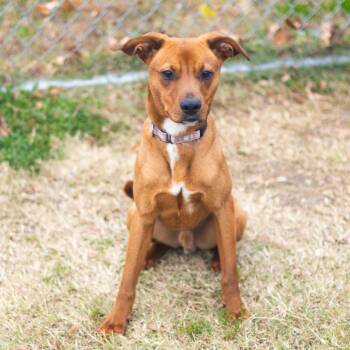 Rescue Terrier Dogs for Adoption - Rainy | PetCurious