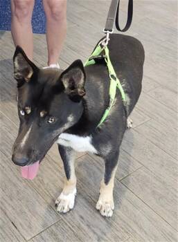 Siberian Husky and German Shepherd Dog Dogs Available for Adoption in St. Louis, Missouri - WALDO | PetCurious