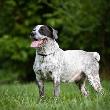 Waverly -  Australian Cattle Dog Blue Heeler and Mixed Breed Dog for Adoption in Rossville, Georgia - Waverly | PetCurious